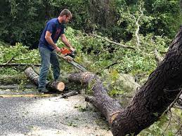 How Our Tree Care Process Works  in  Spring City, UT