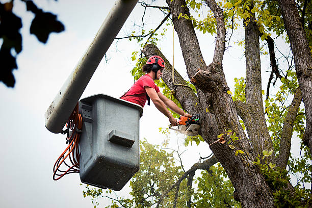 Spring City, UT  Tree Services Company